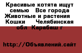Красивые котята ищут семью - Все города Животные и растения » Кошки   . Челябинская обл.,Карабаш г.